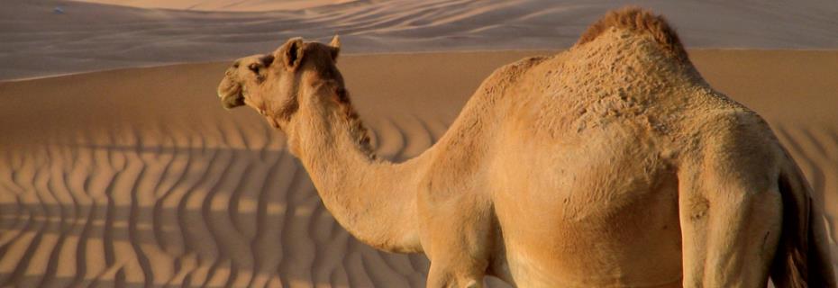 Costa-Dubai-camelweb.jpg