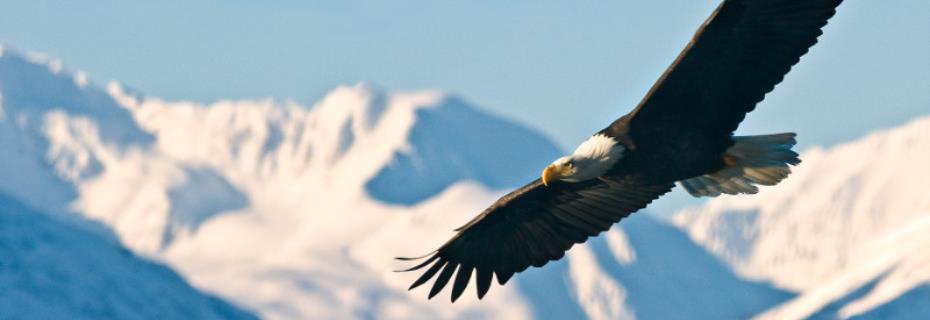 Alaska - adelaar.jpg